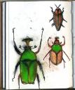 glaneur-insectarium-1.jpg