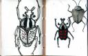 glaneur-insectarium-2.jpg