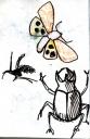 glaneur-insectarium-4.jpg