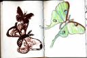 glaneur-insectarium-5.jpg