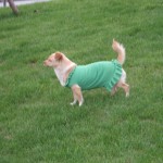 chien en robe